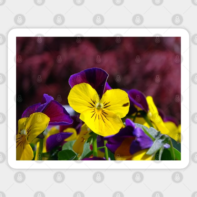 Viola Tricolor Sticker by AH64D